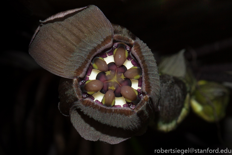 bat flower